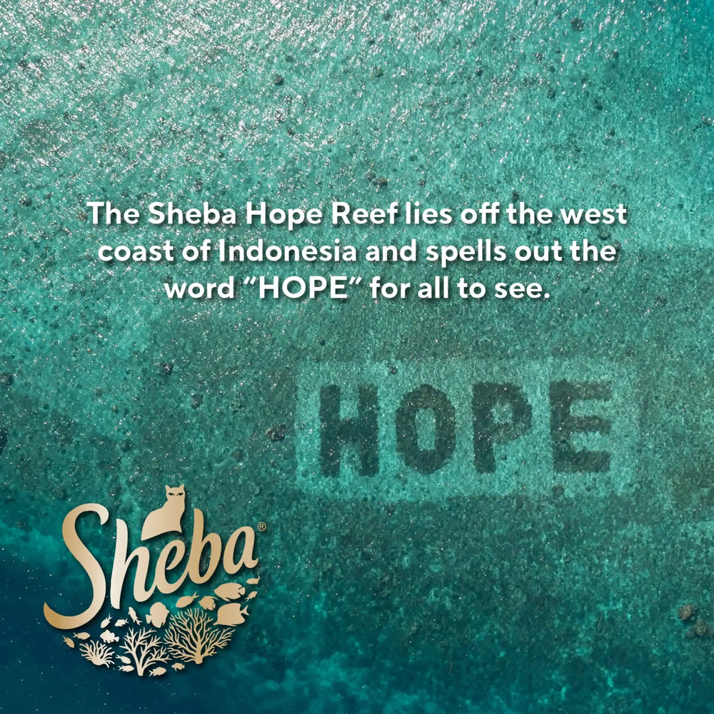 Sheba Perfect Portions Kitten Variety Flavors Pate Wet Cat Food, 2.6 oz Twin-Pack Trays (12 Pack)