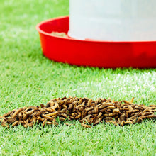 Pile of dried soldier worms on green grass