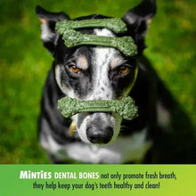 Dog holding a green bone-shaped dental treat in its mouth