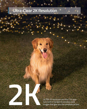 Dog outdoors with 2K resolution preview graphic