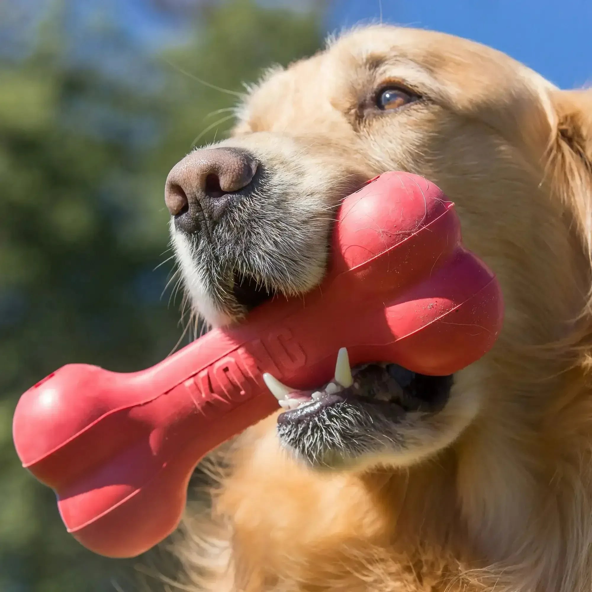 KONG® Rubber Goodie Bone for Average Chewers, Large for Dogs Between 30-65 lbs