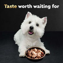 White dog next to a bowl of wet dog food with bite-size steak pieces
