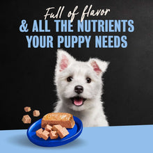 Cesar puppy wet dog food tray and blue bowl with loaf pieces
