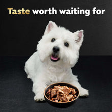Cesar loaf & topper in sauce wet dog food, white dog with serving bowl