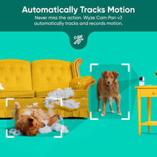Security camera motion tracking preview with pet outlined in detection frames