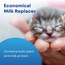 Kitten resting in hands while using milk replacer feeding support.