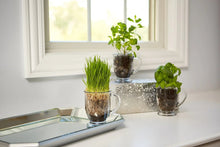Clear glass mugs used as planters with green herbs and small soil-filled bases