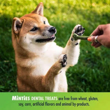 Dog with a green bone-shaped dental treat being offered outdoors on grass