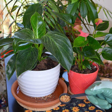 Mosquito Bits granules package near potted plants and gloved hand