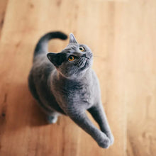 Gray adult cat running on a wooden floor