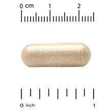 Beige veggie capsule shown with height and inch measurement markings