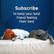 Two dogs sleeping on a couch