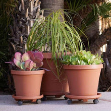 Terracotta plant caddy with four caster wheels, holding three flower pots