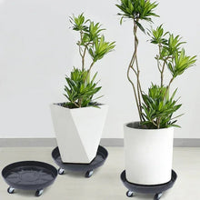 Two white pots on black wheeled plant caddies with round trays
