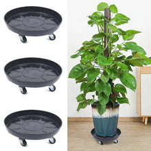 Three black round plant caddies with wheels supporting a leafy tree plant