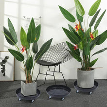 Black round plant caddy tray with wheels holding potted plants