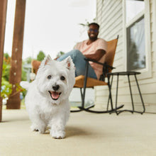 West Highland terrier walking outdoors