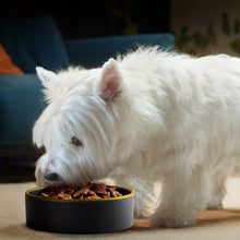 White dog eating wet dog food fillets from black bowl on floor