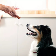 Dog eating Milk-Bone Soft & Chewy bone-shaped treat
