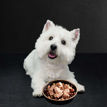 West Highland terrier next to a bowl of wet dog food chunks