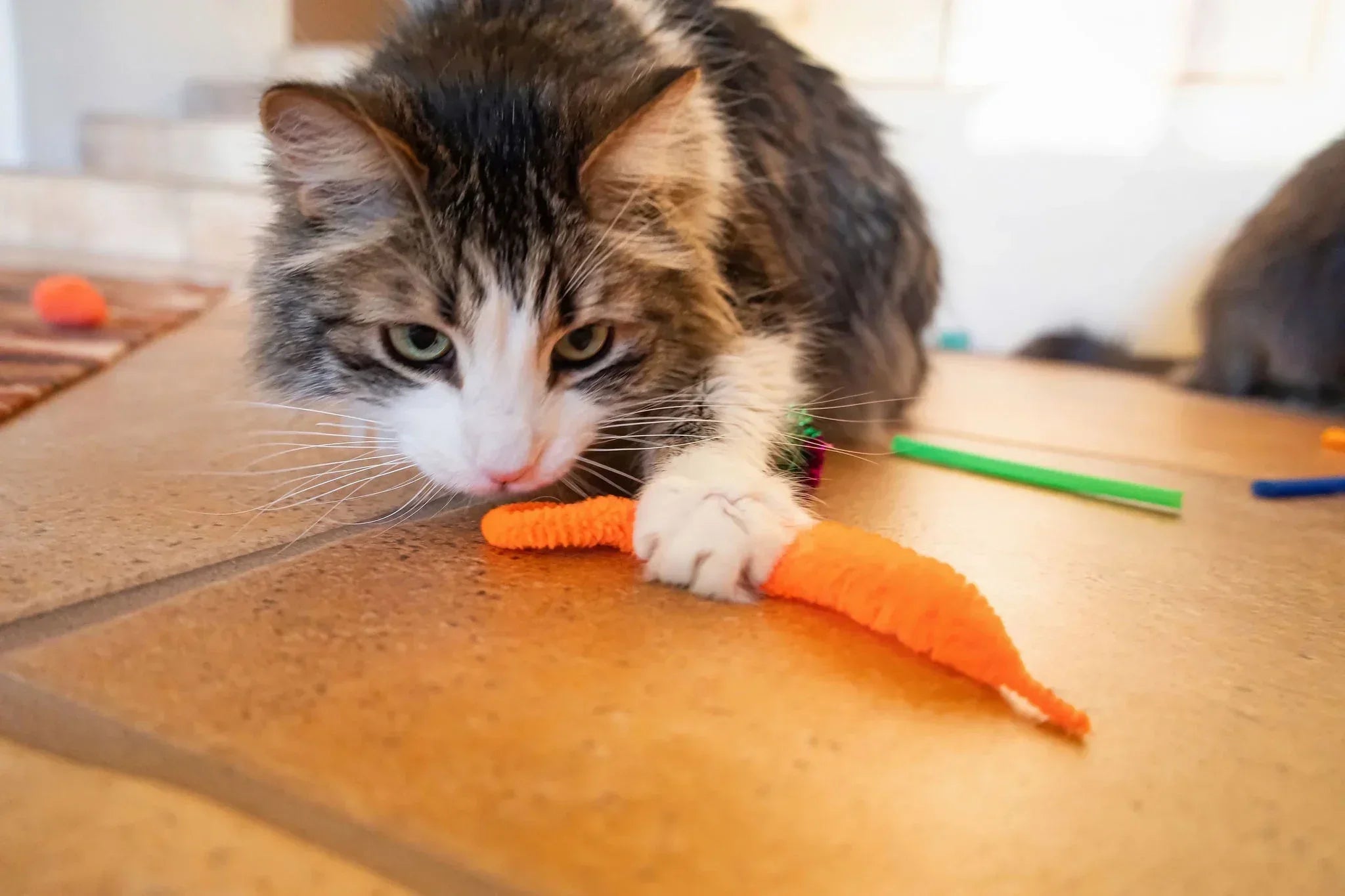 Vibrant Life 24 Piece Value Pack Cat Toys - USA MEGA SHOP