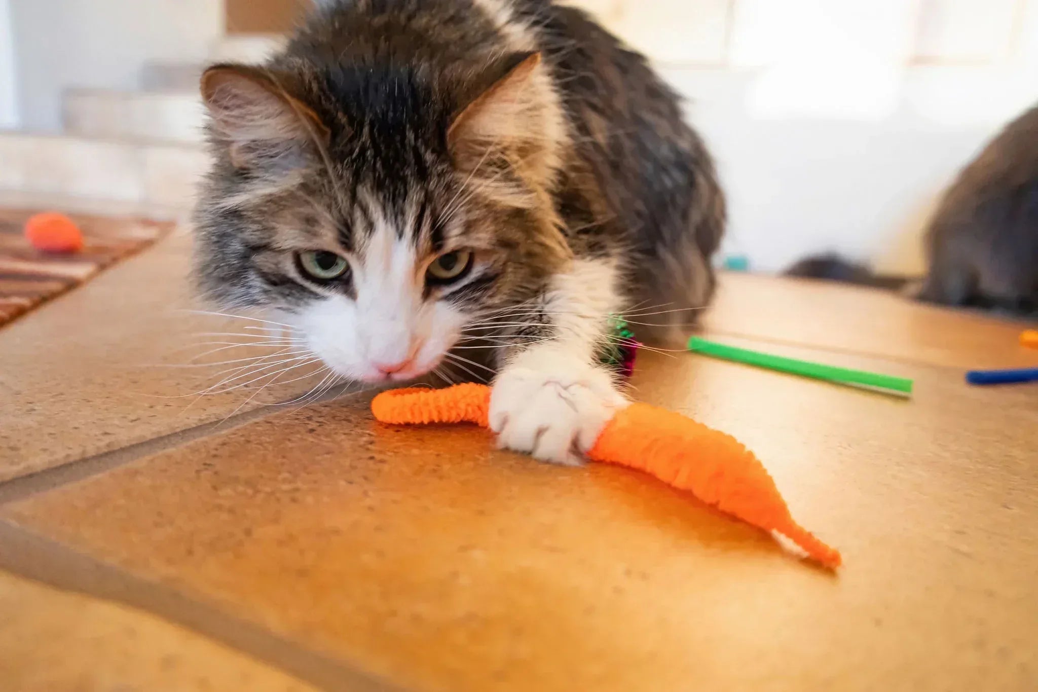 Vibrant Life 24 Piece Value Pack Cat Toys