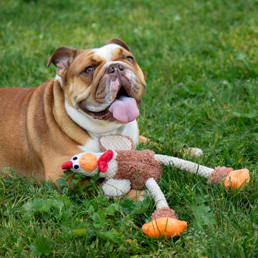 goDog Farm Friends Rooster Plush Toy for Dogs with Chew Guard Technology for Stronger & Longer Play, Soft & Durable, Built-In Squeaker, Brown, Medium - USA MEGA SHOP
