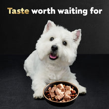 Westie dog with a bowl of brown loaf pieces for wet dog food