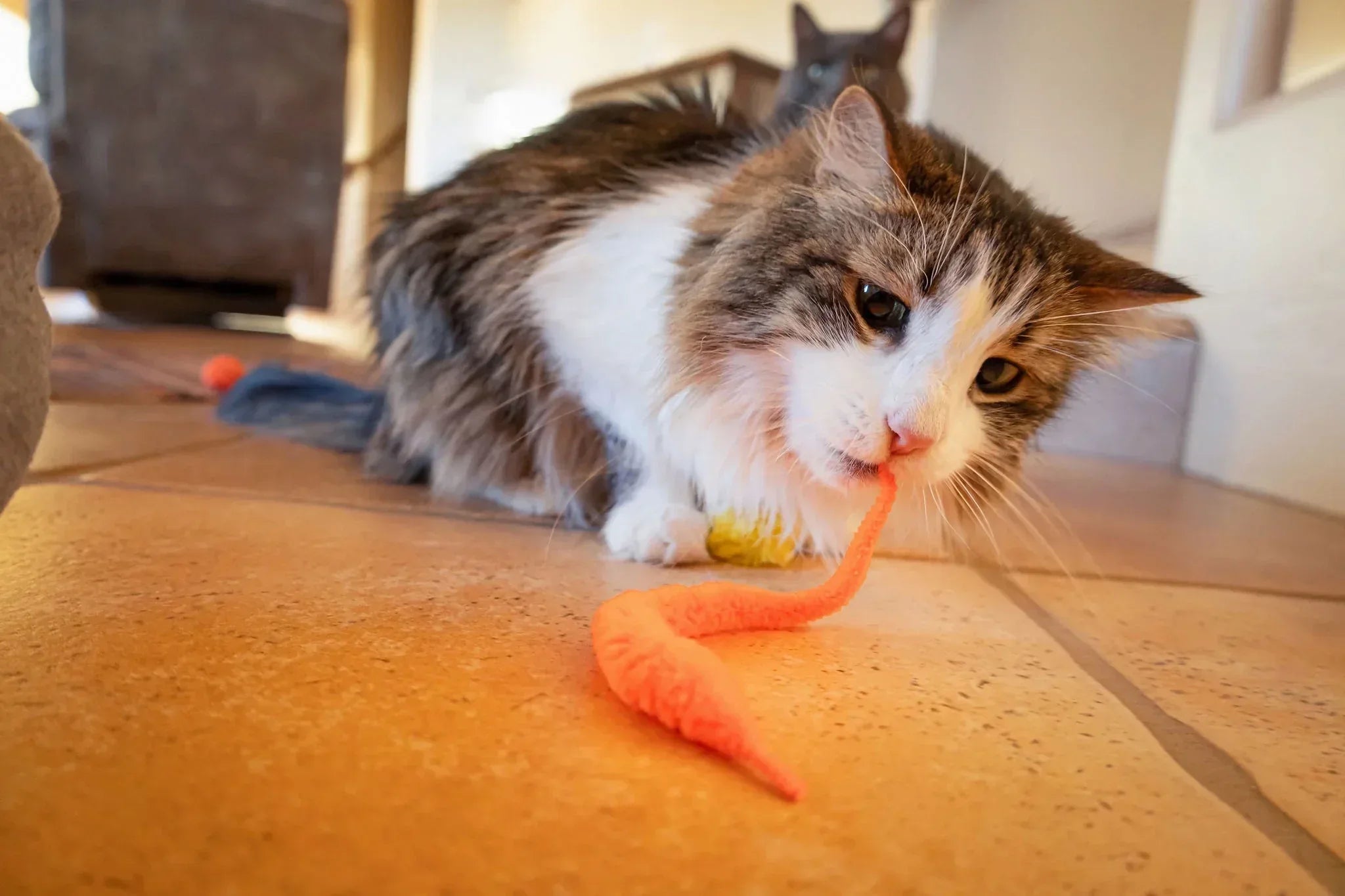 Vibrant Life 24 Piece Value Pack Cat Toys - USA MEGA SHOP
