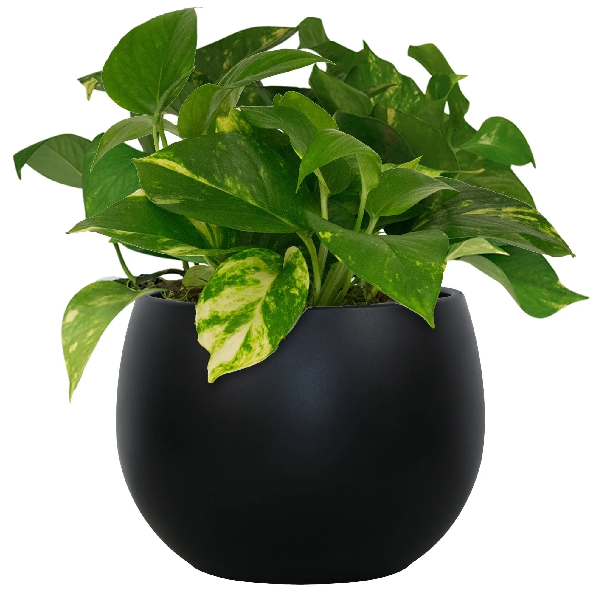 Mainstays Jordan 8" x 8" x 6" Medium Round Resin Planter