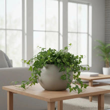 Medium round resin planter holding green trailing plants on indoor surface