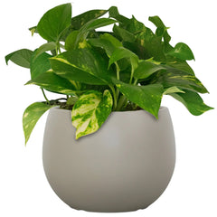 Mainstays Jordan 8" x 8" x 6" Medium Round Resin Planter
