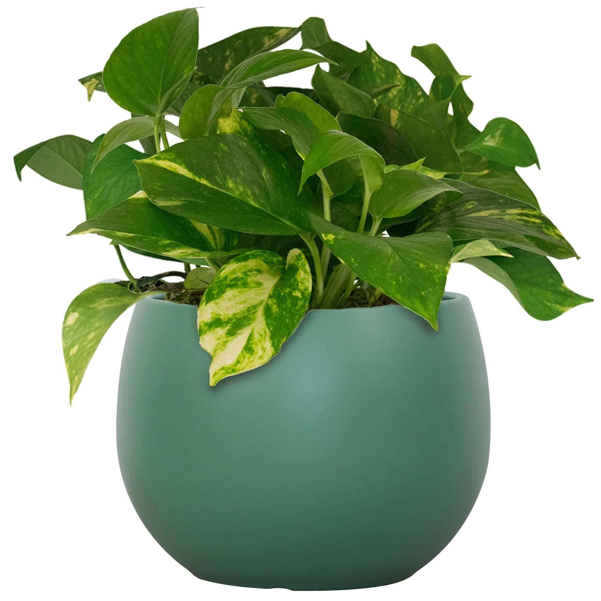 Mainstays Jordan 8" x 8" x 6" Medium Round Resin Planter