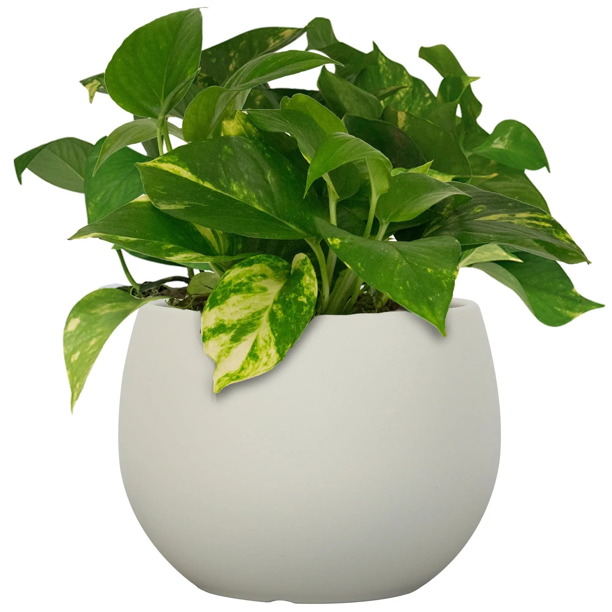 Mainstays Jordan 8" x 8" x 6" Medium Round Resin Planter