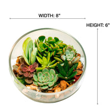 8-inch slanted-cut succulent terrarium, 8 in wide, 6 in tall, clear glass bowl