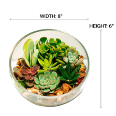 8" Slanted Cut Succulent Terrarium - USA MEGA SHOP