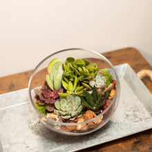 Glass terrarium bowl with assorted green succulents in succulent soil