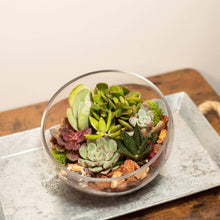 8-inch slanted-cut succulent terrarium, clear glass bowl with mixed succulents