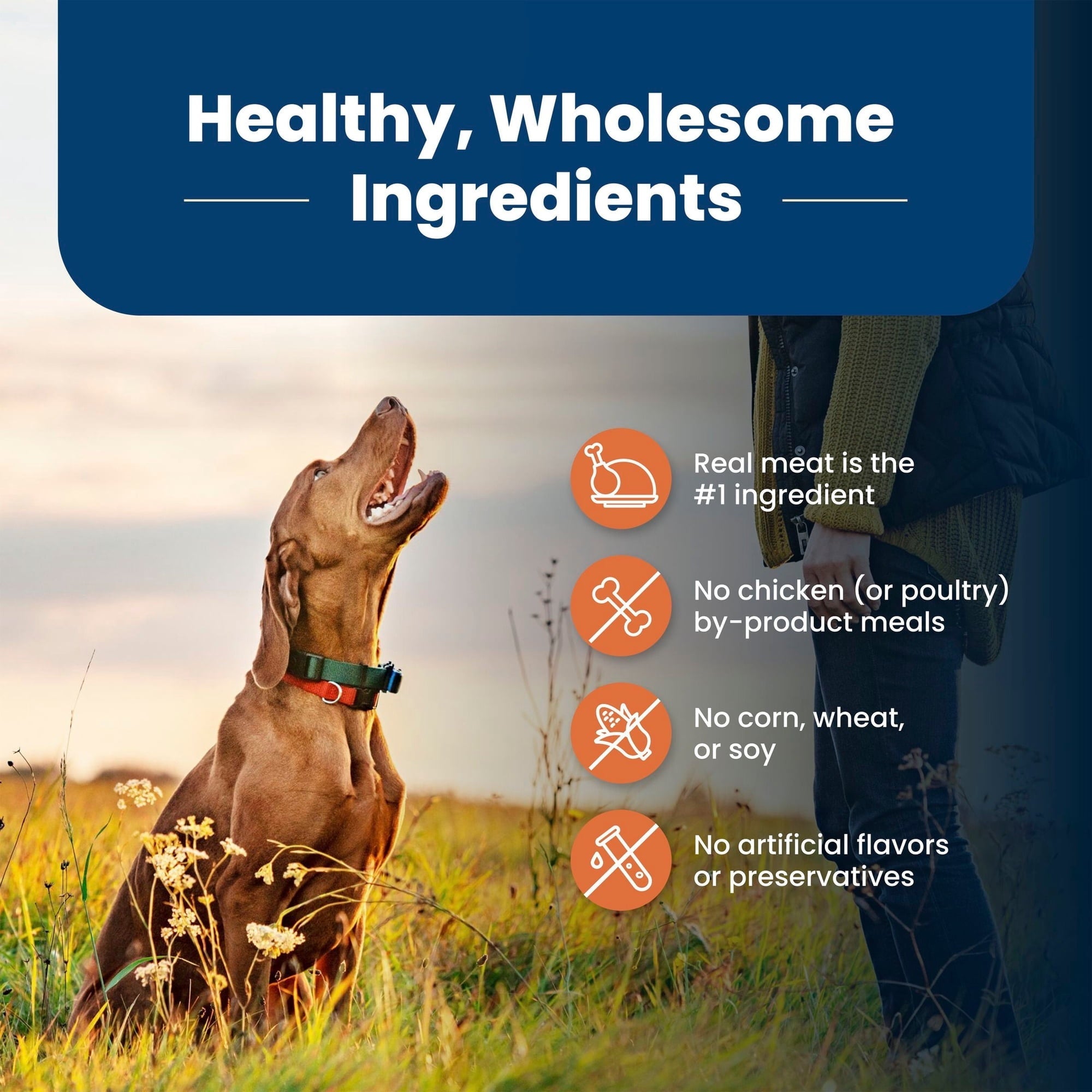 Blue Buffalo Life Protection Formula Large Breed Dry Dog Food, Chicken & Rice
