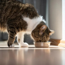 Adult cat drinking from a metal bowl on a floor