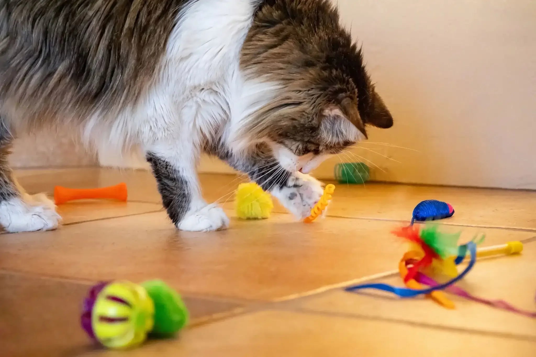 Vibrant Life 24 Piece Value Pack Cat Toys - USA MEGA SHOP