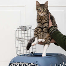 Blue plastic pet kennel with cat perched on top, side door, and hex ventilation panels.