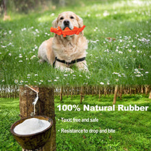 Orange crocodile rubber squeaky chew toy in grass next to a dog and stump.