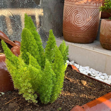 Foxtail fern in planter among mulch with small stones