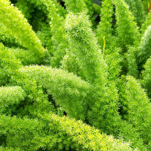 Close-up of bright green foxtail fern fronds