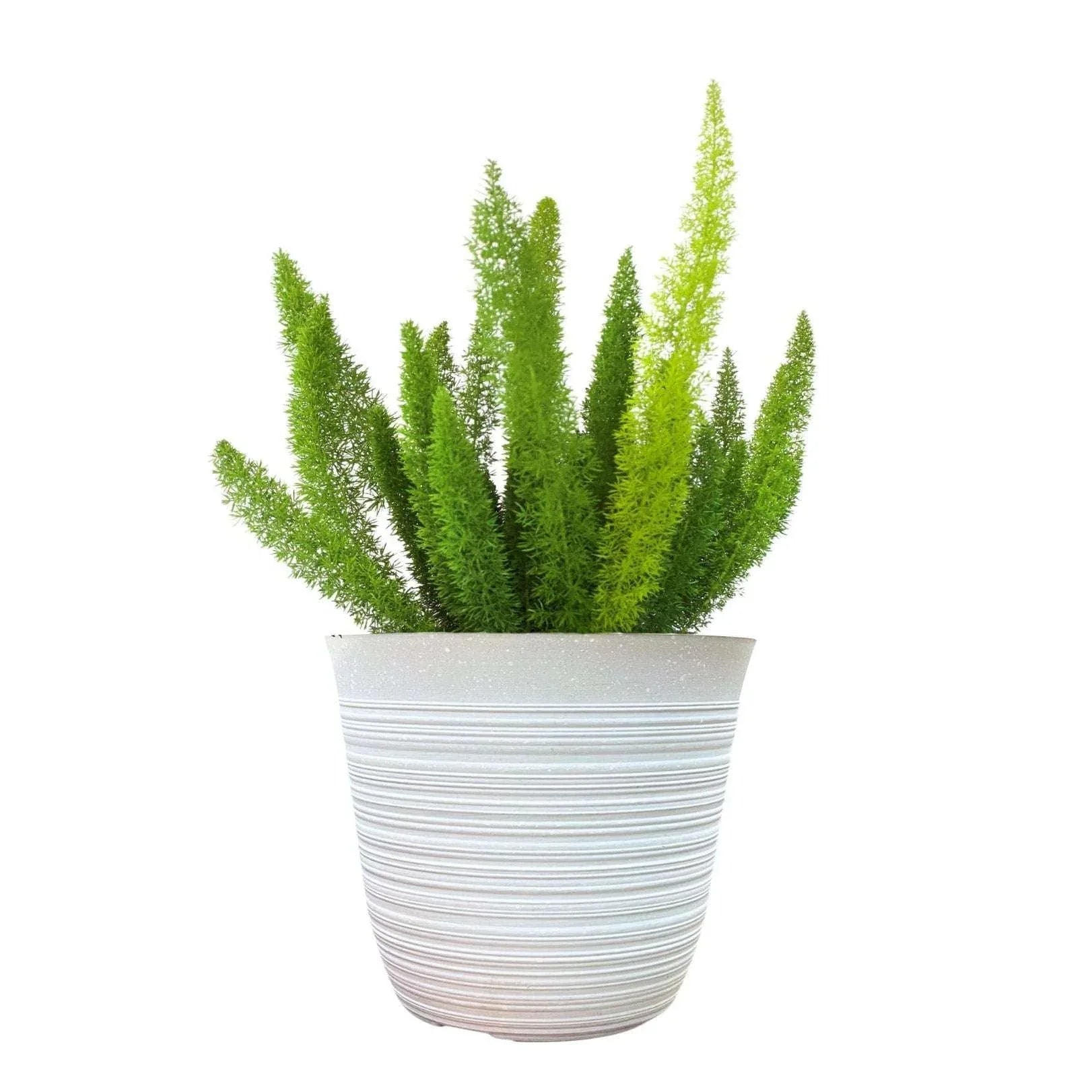 Alder & Oak Patio Ready Foxtail Fern - USA MEGA SHOP