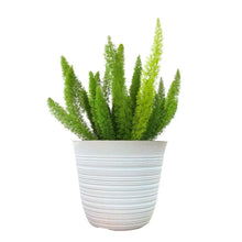 Green foxtail fern in white ribbed planter pot