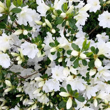 White-flowering azalea shrub with small green leaves and clustered blooms