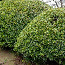 Dense green azalea hedge shrub with closely packed leaves along a walkway