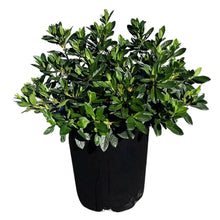 Azalea shrub in black nursery pot with glossy green leaves
